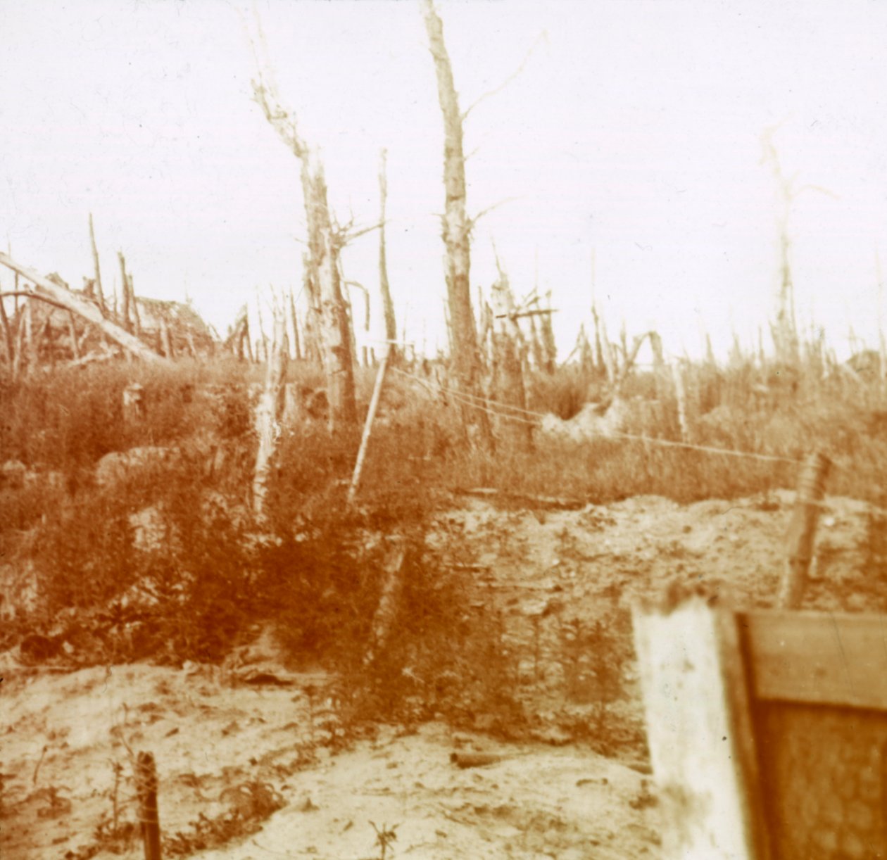 Sprengt tre, Nieuwpoort, Flandern, Belgia, c1914-c1918 av Unbekannt