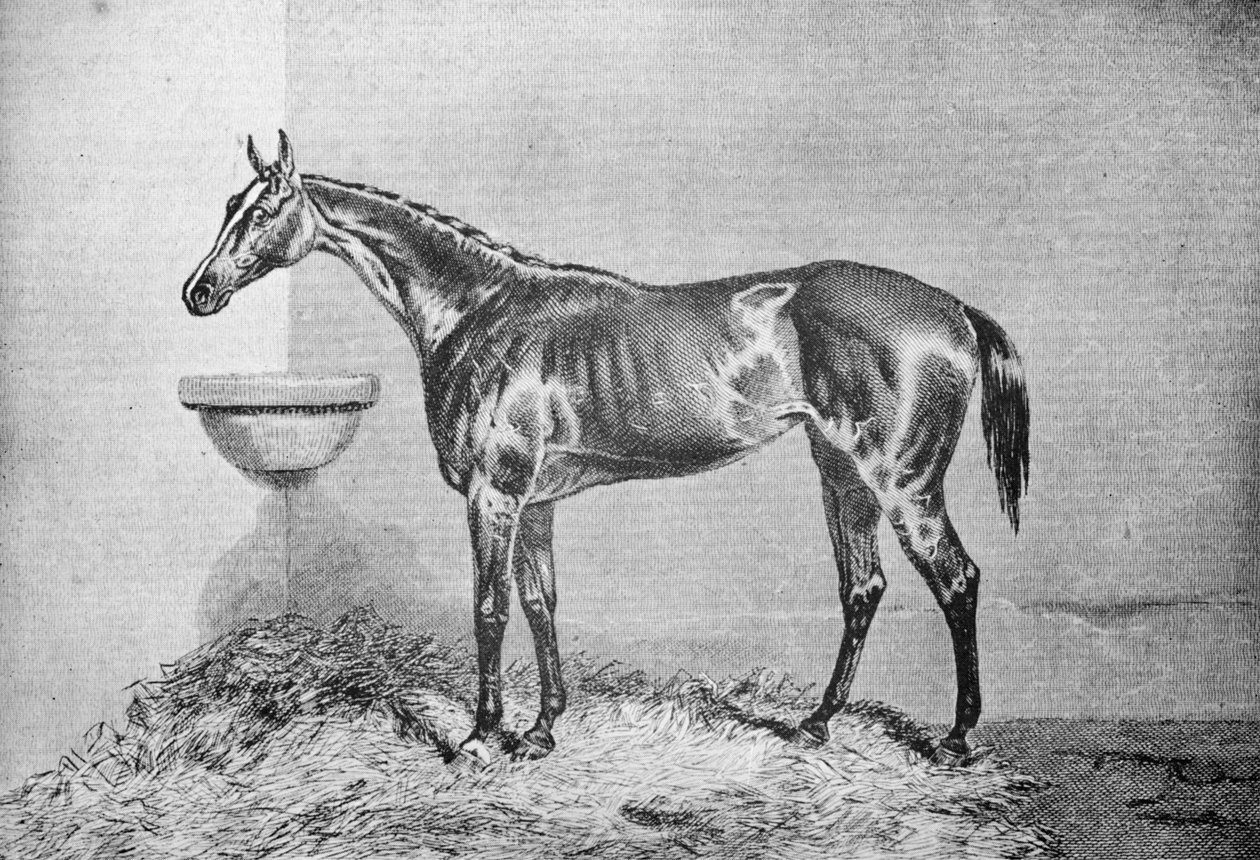 Blink Bonny, 1854-1862, 1911 av Unbekannt