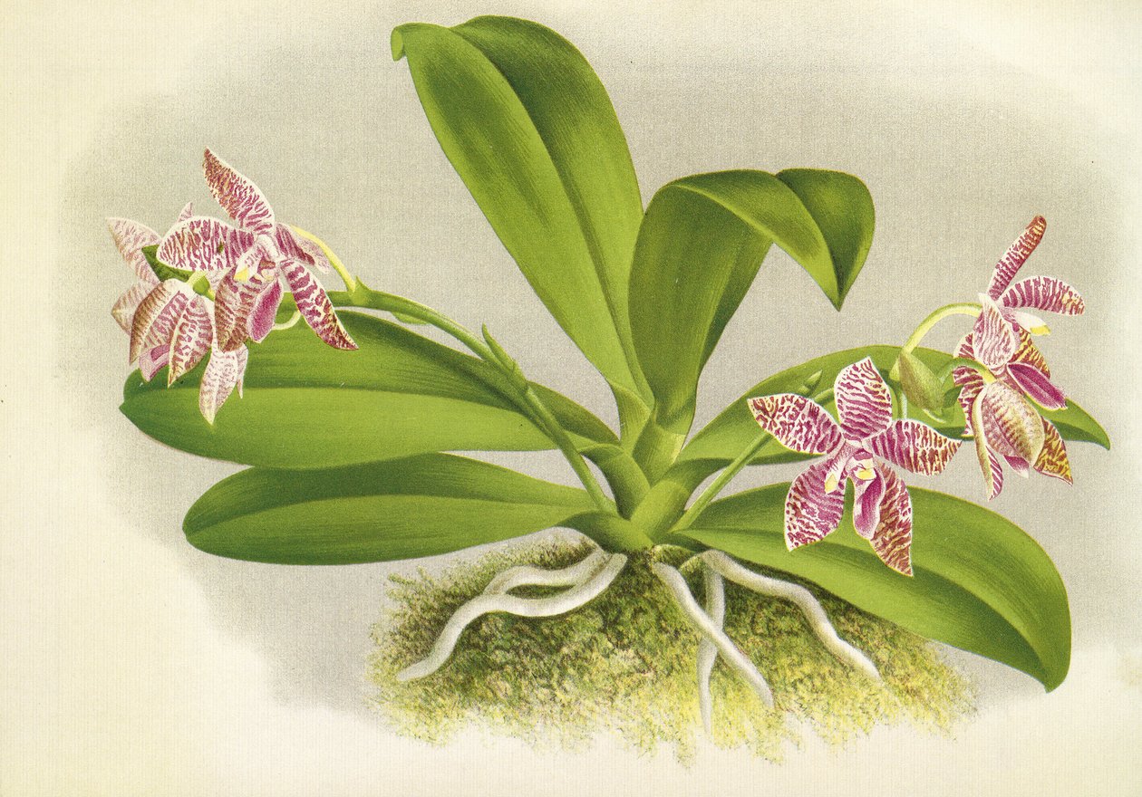 Botanisk styre/Phalaenopsis luddemanniana/Lindenia av Unbekannt