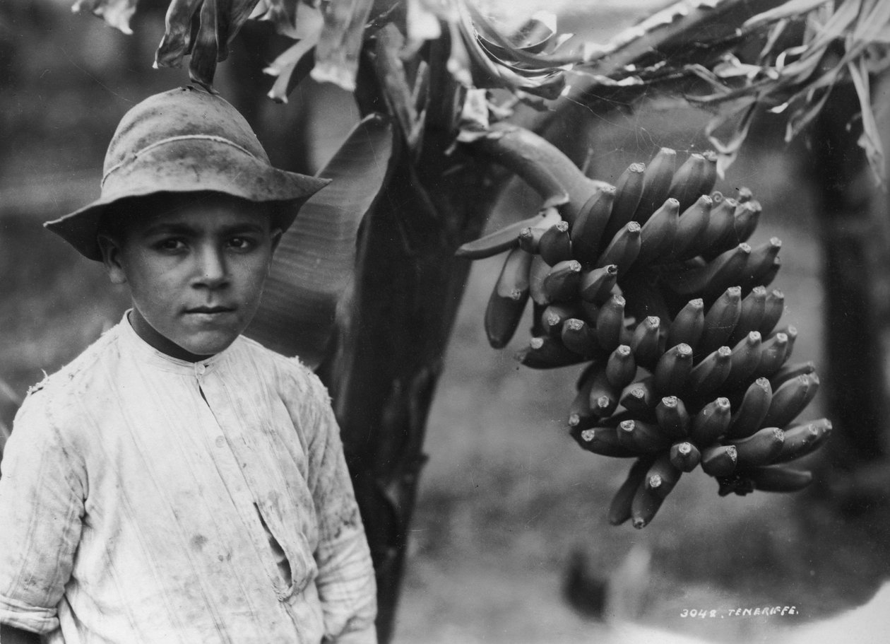 Gutt med bananer som vokser på et tre, Tenerife, Kanariøyene, Spania, c1920-c1930s av Unbekannt