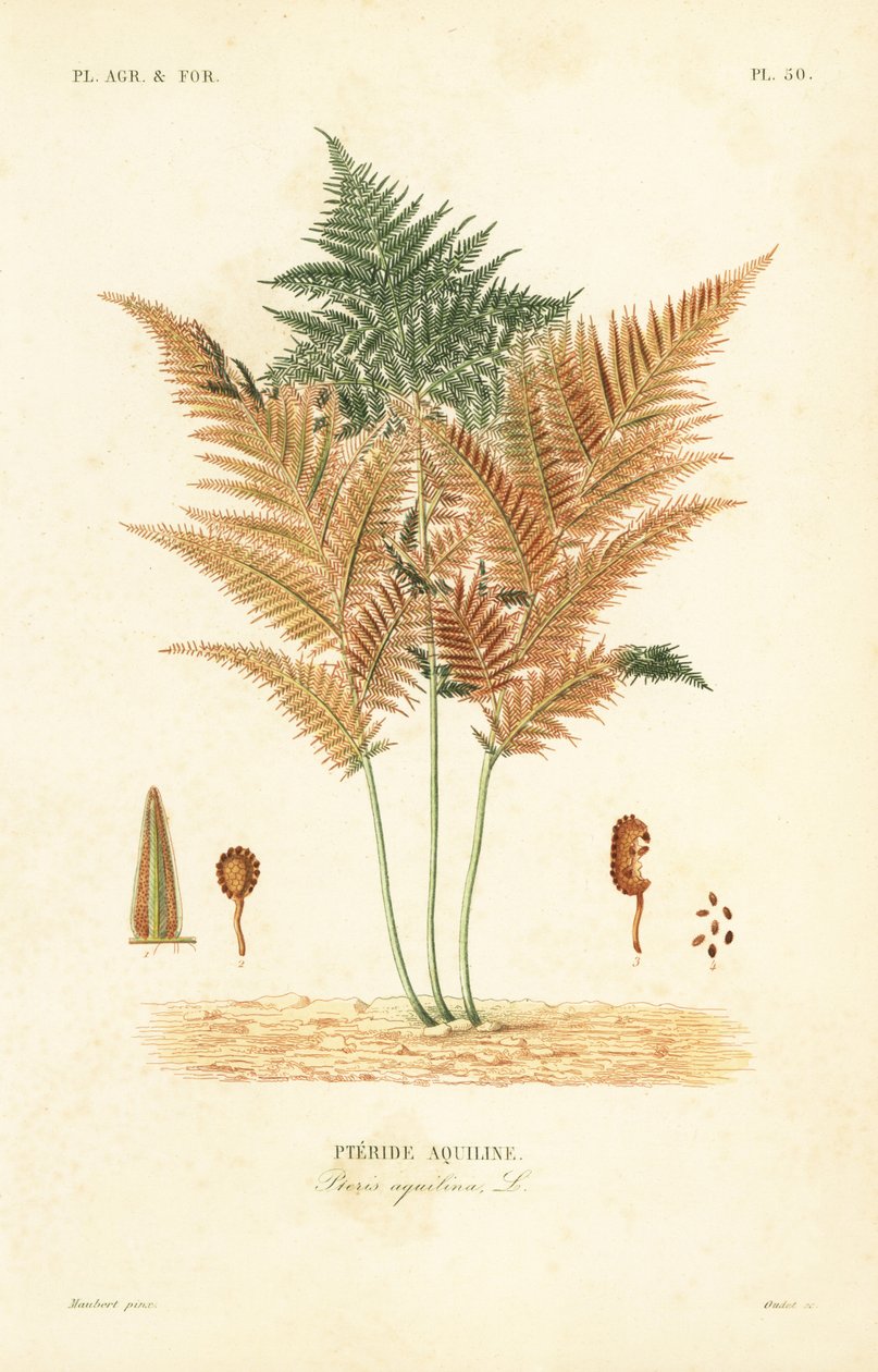 Bracken eller vanlig bremsebregne, Pteridium aquilinum, Pteris aquilina, Pteride aquiline av Unbekannt