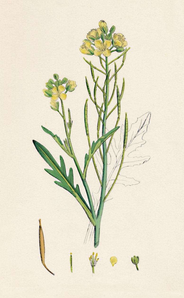 Brassica tenuifolia. Veggerakett, 1800-tallet av Unbekannt