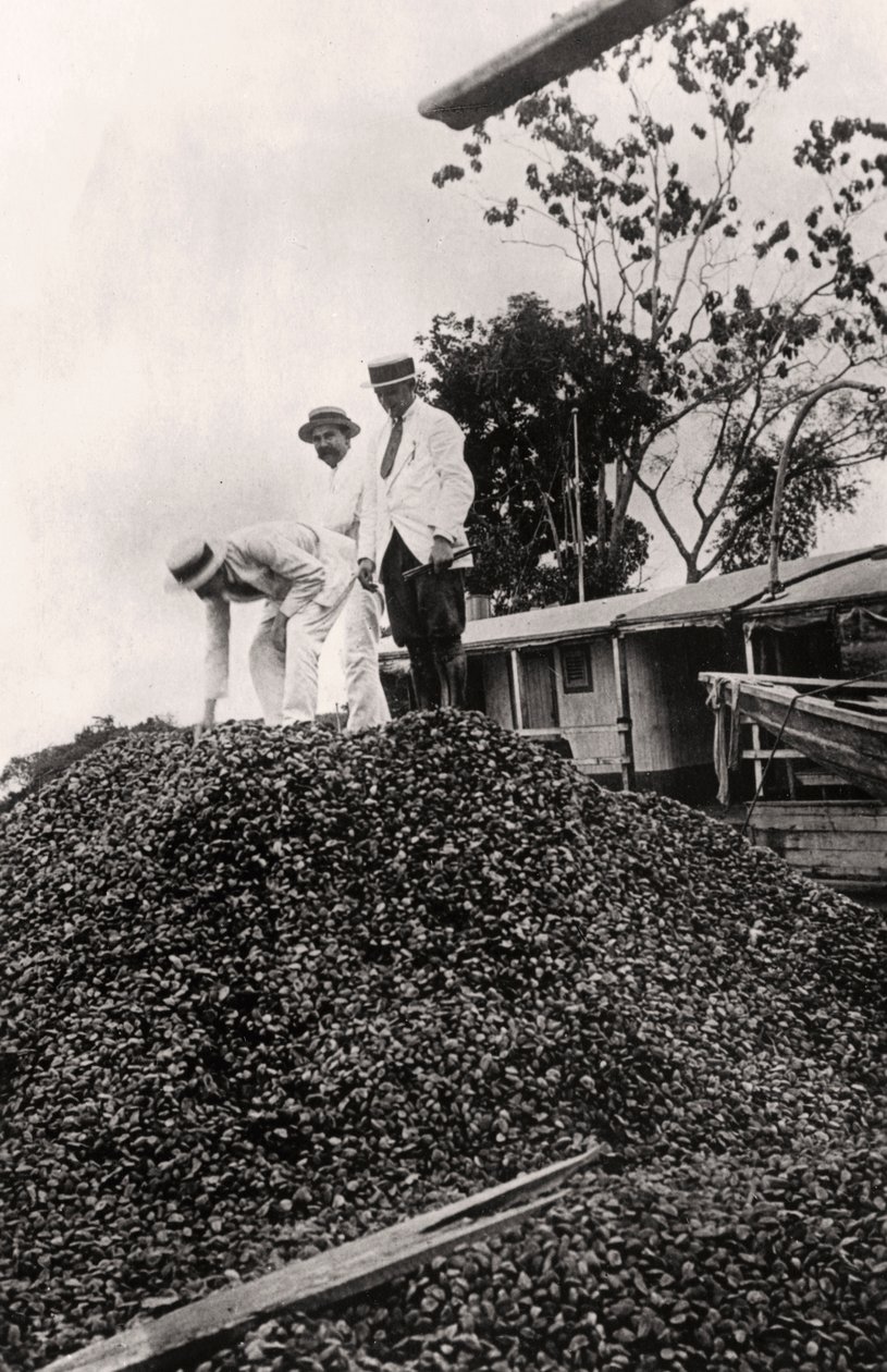 Paranøtter høstet fra Amazonasdalen, ca 1900-tallet av Unbekannt