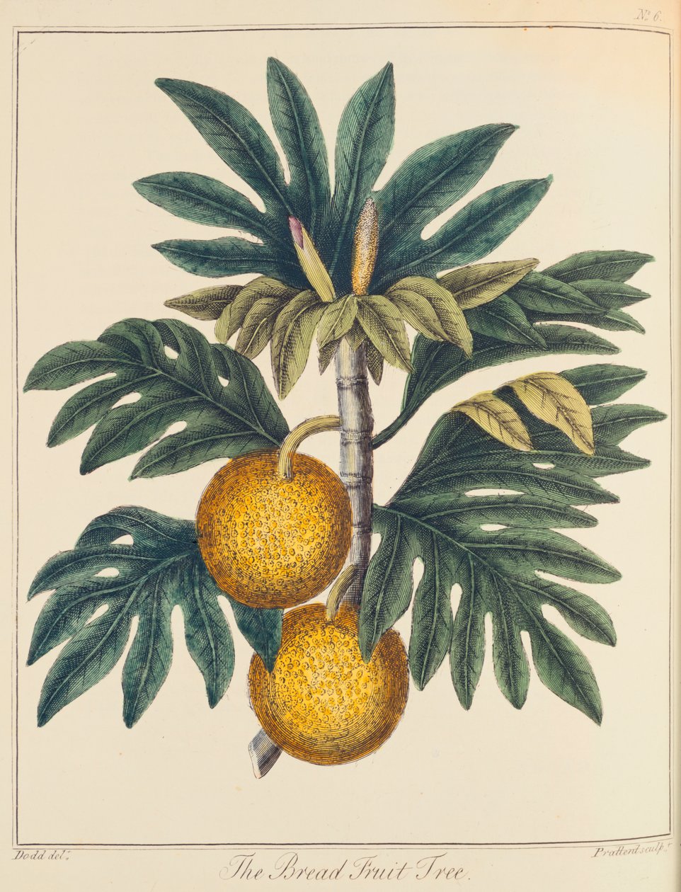 Artocarpus kuttet brødfrukt, c1798 av Unbekannt
