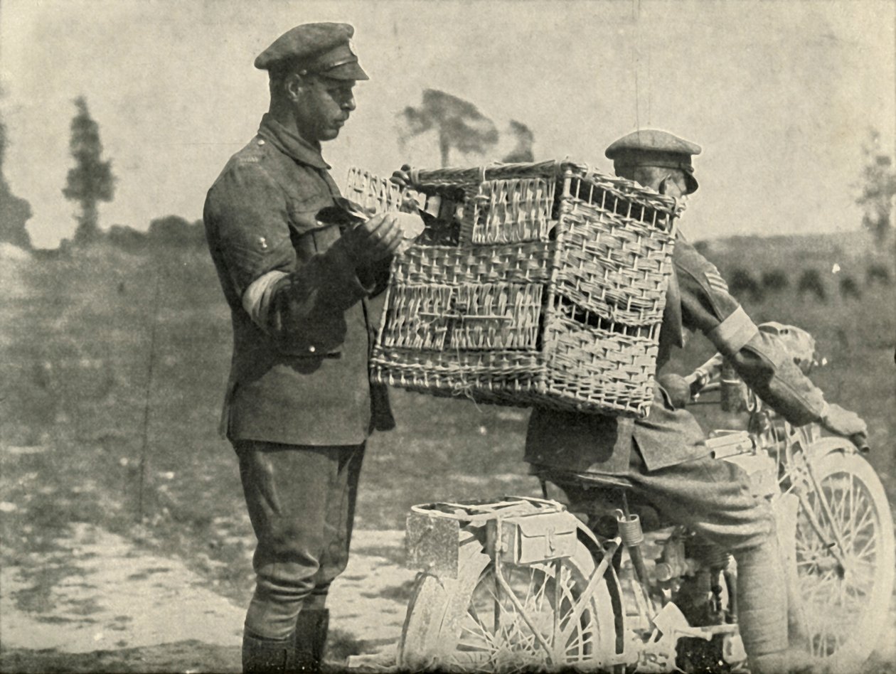 British Army Carrier Pigeons i Frankrike, 1919. av Unbekannt