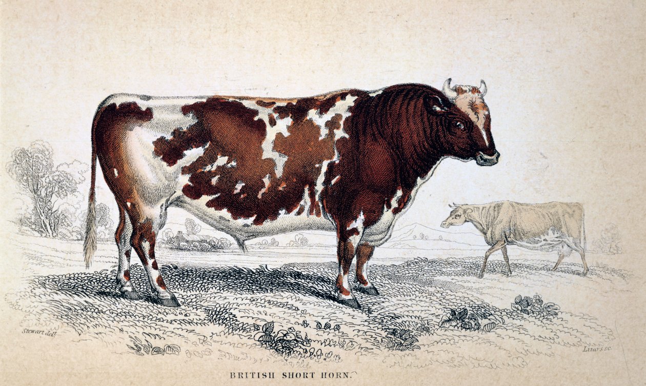Britisk kort horn, 1839 av Unbekannt