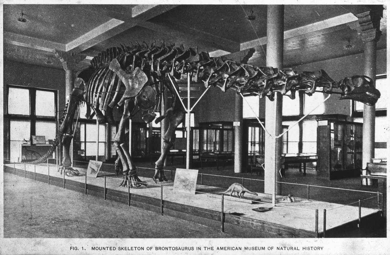 Brontosaurus-skjelett, American Museum of Natural History, New York, USA, tidlig på 1900-tallet av Unbekannt
