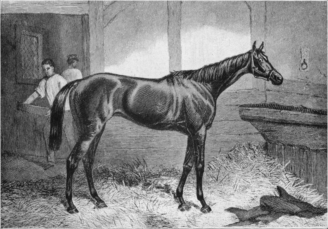 Brun hertuginne, 1800-tallet, 1911 av Unbekannt