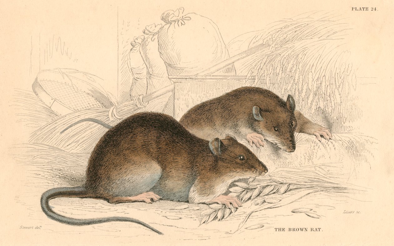 Brunrotte Rattus rattus, 1828 av Unbekannt