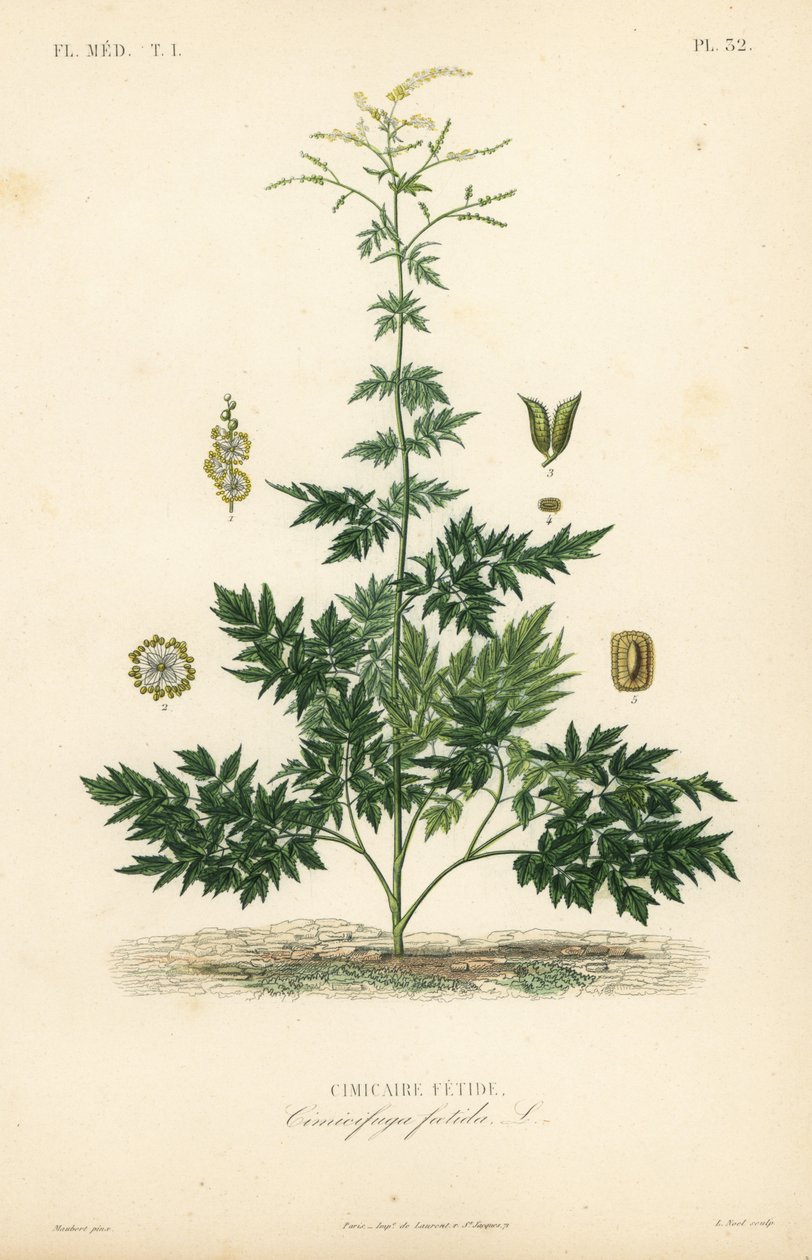Bugbane eller cohosh, Actaea cimicifuga, Cimicifuga foetida, Cimicaire fetide av Unbekannt