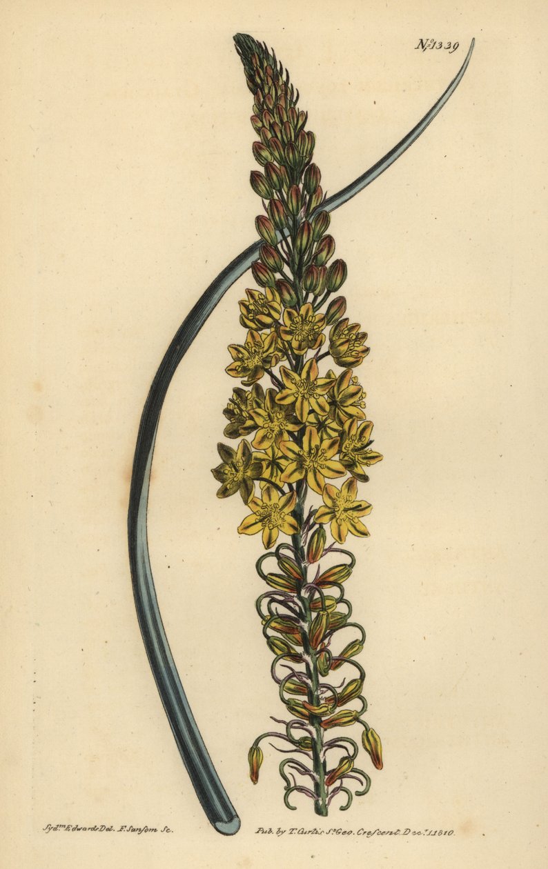 Bulbine asphodeloides (Glaucous leaved anthericum, Anthericum longiscapum) av Unbekannt