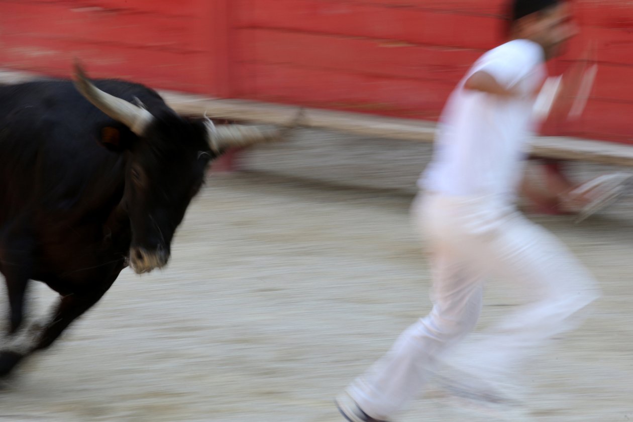 Tyrefekting (Course camarguaise). Et blodløst skue (for oksene) der målet er å rive en rosett fra hodet på en okse, Vallabregues, Frankrike av Unbekannt