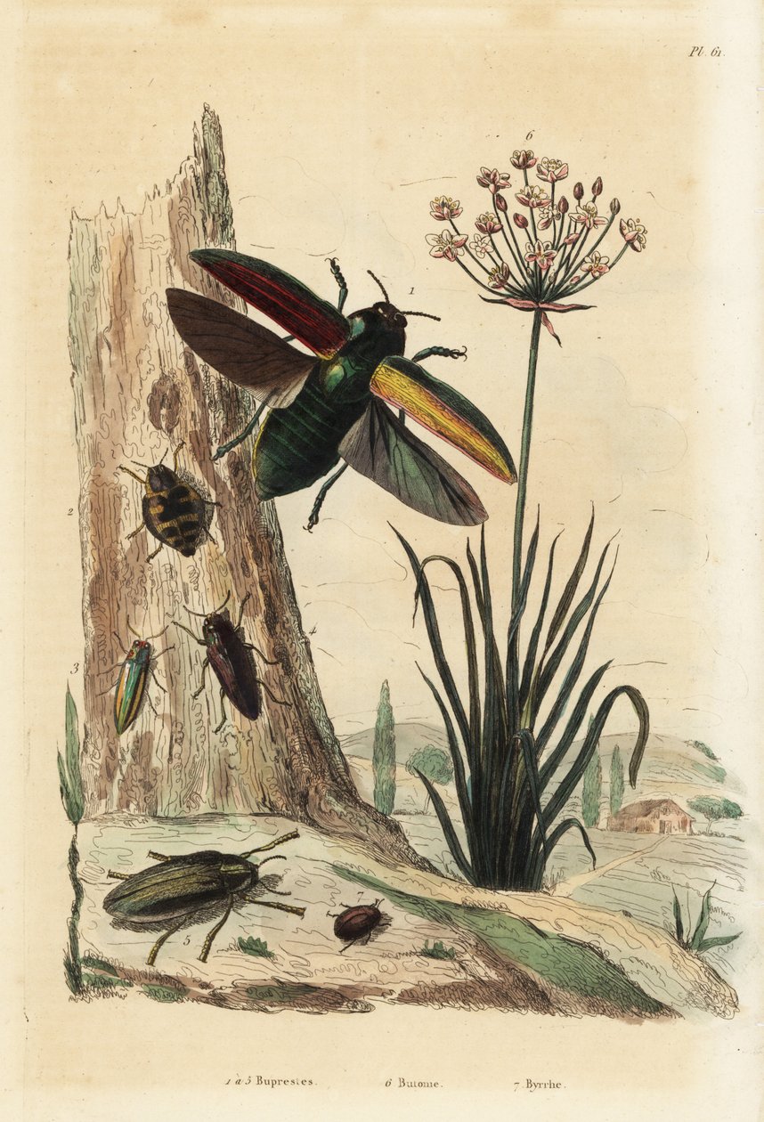 Buprestis biller 1-5, blomstrende siv, Butomus umbellatus 6, og pillebille, Byrrhus pilula 7 av Unbekannt