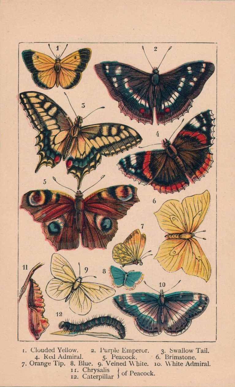 Sommerfugler, 1800-tallet. av Unbekannt