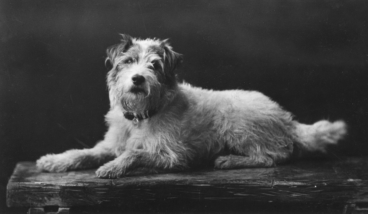 Caesar, King Edwards favoritthund, 1900-tallet av Unbekannt