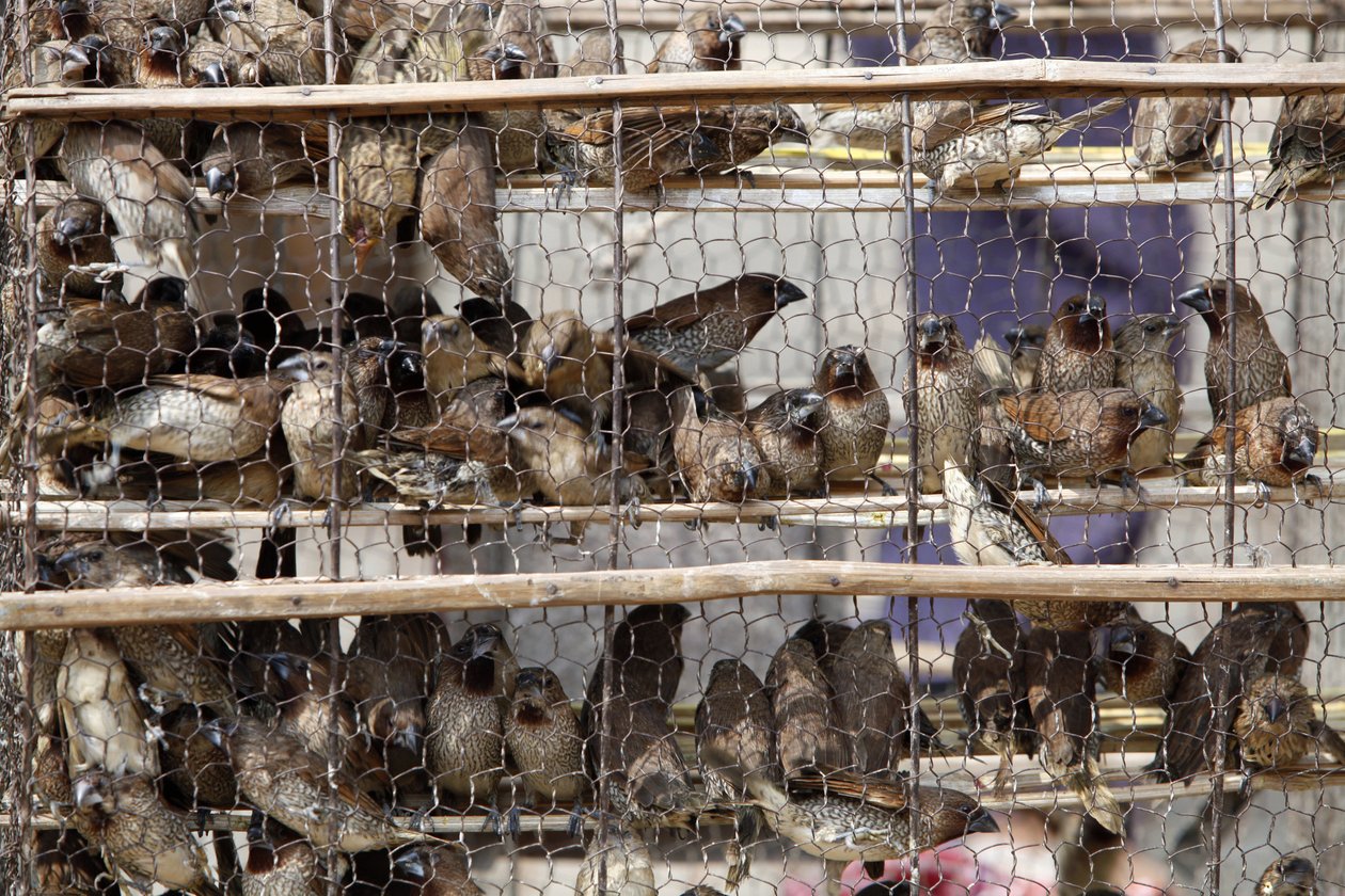 Burfugler Udong Cambodge av Unbekannt
