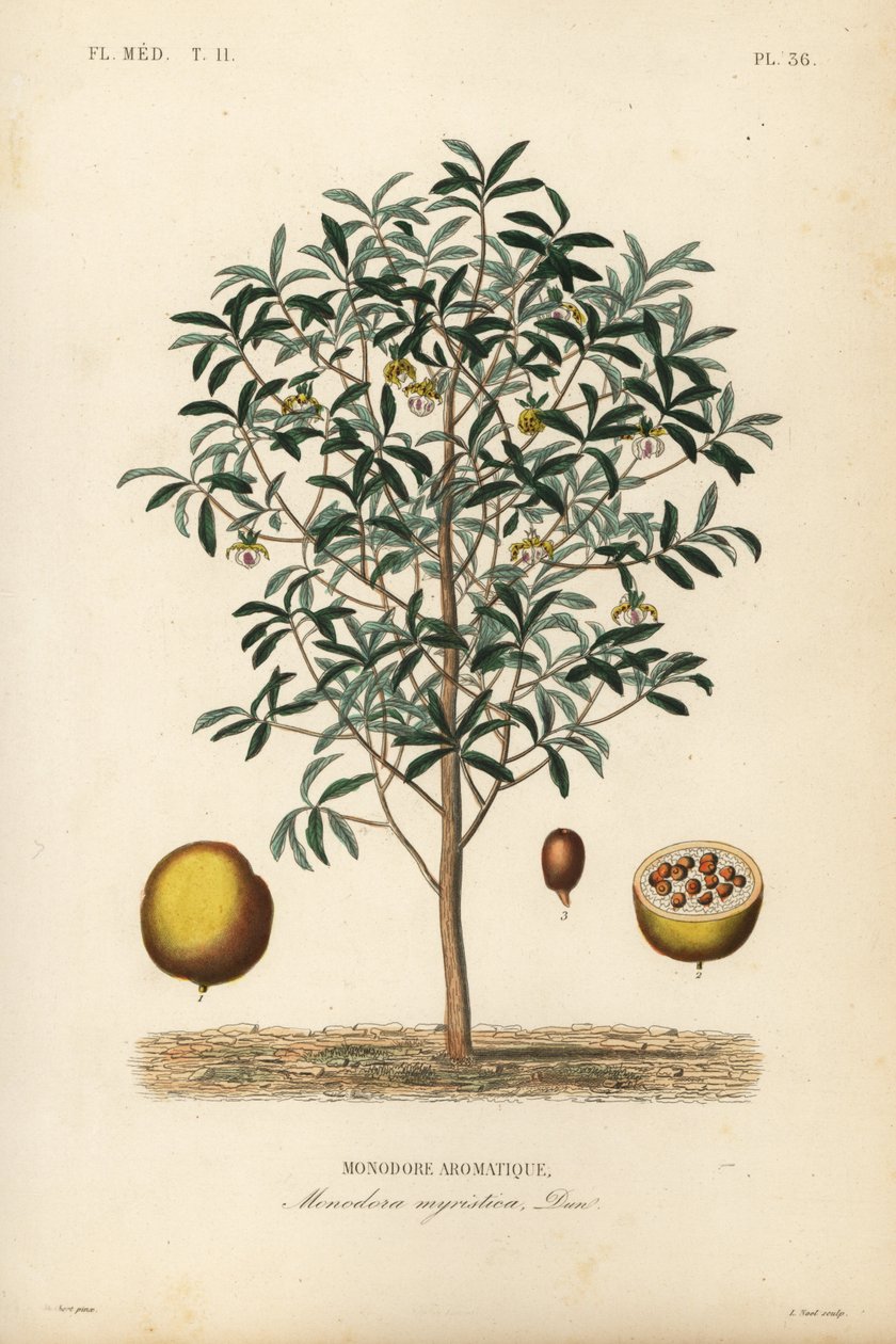 Calabash muskat, Monodora myristica, Monodore aromatique av Unbekannt