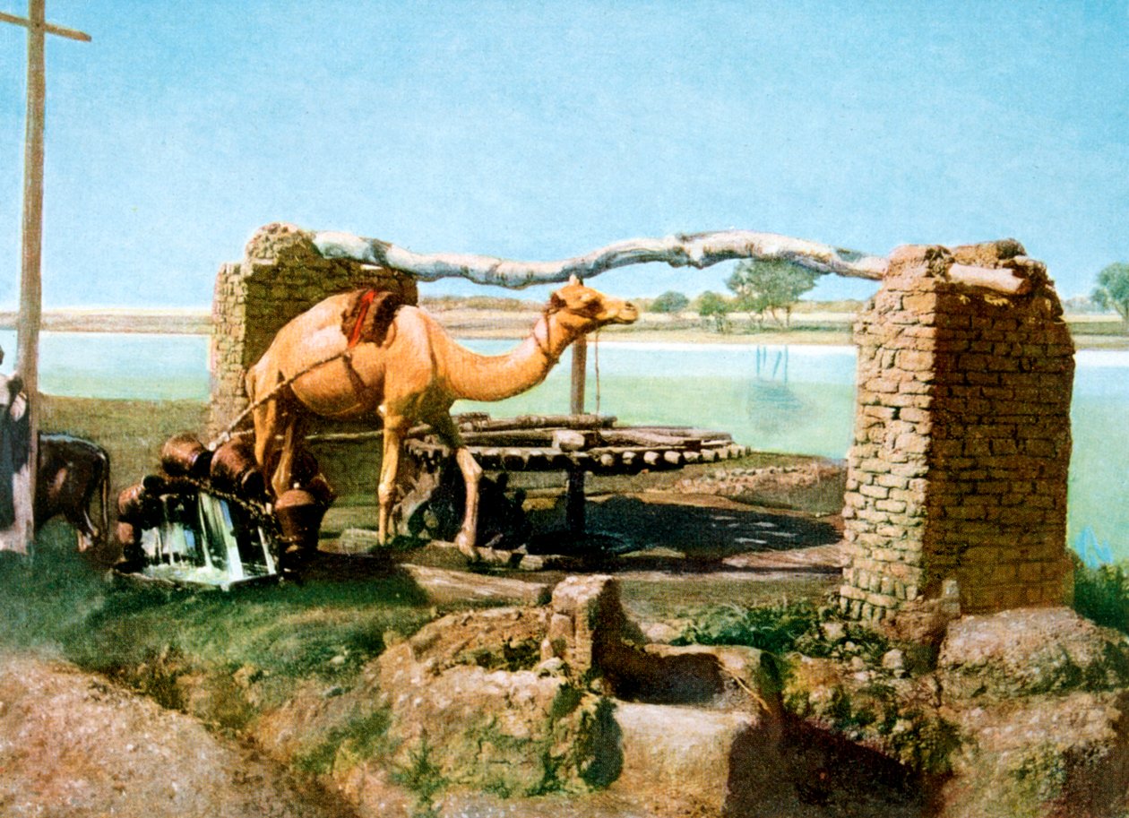 Kamel og shaduf, Luxor, Egypt, 20. århundre av Unbekannt