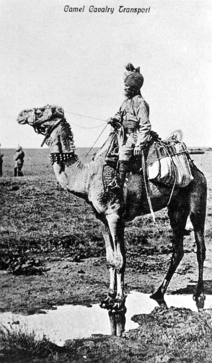 Kamelkavaleritransport, India, 1900-tallet av Unbekannt