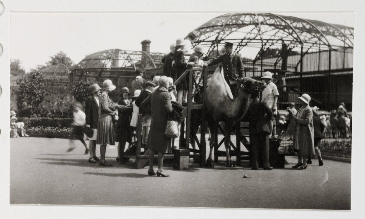 Kamelritt, ca 1930 av Unbekannt