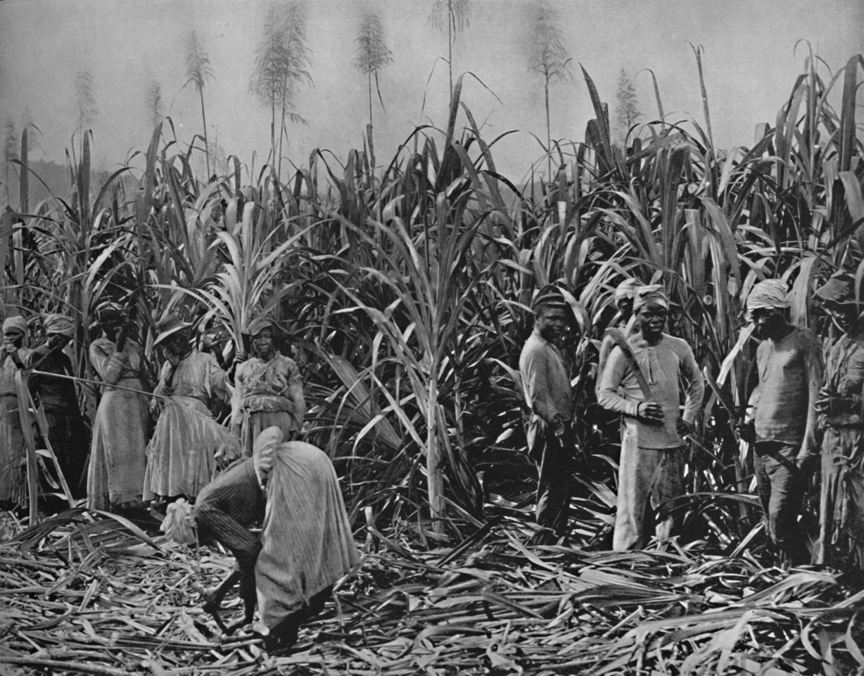 Cane-Cutters på Jamaica, 1891 av Unbekannt