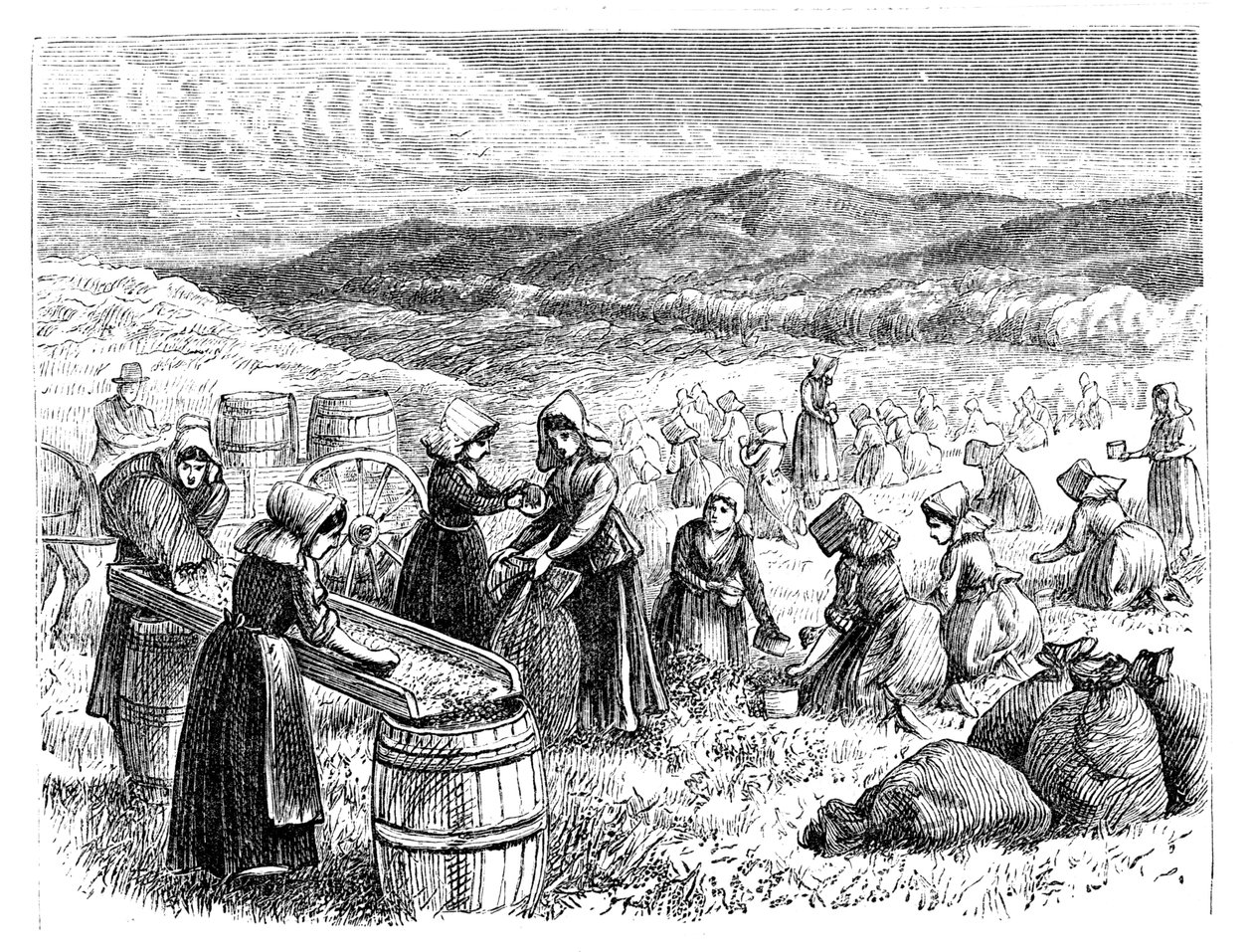 Cape Cod-kvinner plukker og sorterer tyttebær, 1875 av Unbekannt