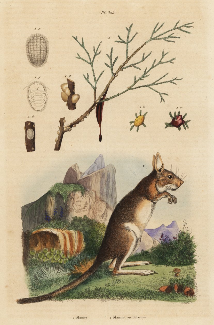 Kapphare, Lepus capensis 2, og mannaaske, Fraxinus ornus av Unbekannt