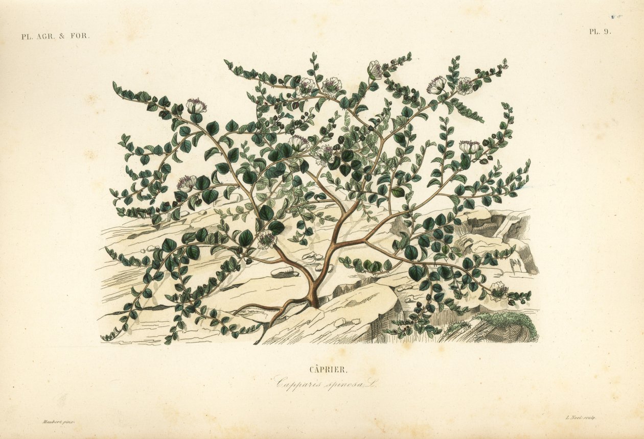 Kaperbusk eller Flindersrose, Capparis spinosa, Caprier av Unbekannt