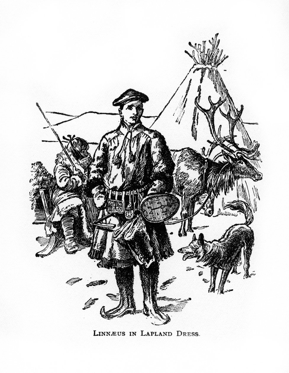 Carolus Linnaeus , svensk botaniker, lege og zoolog fra 1700-tallet, 1900-tallet av Unbekannt