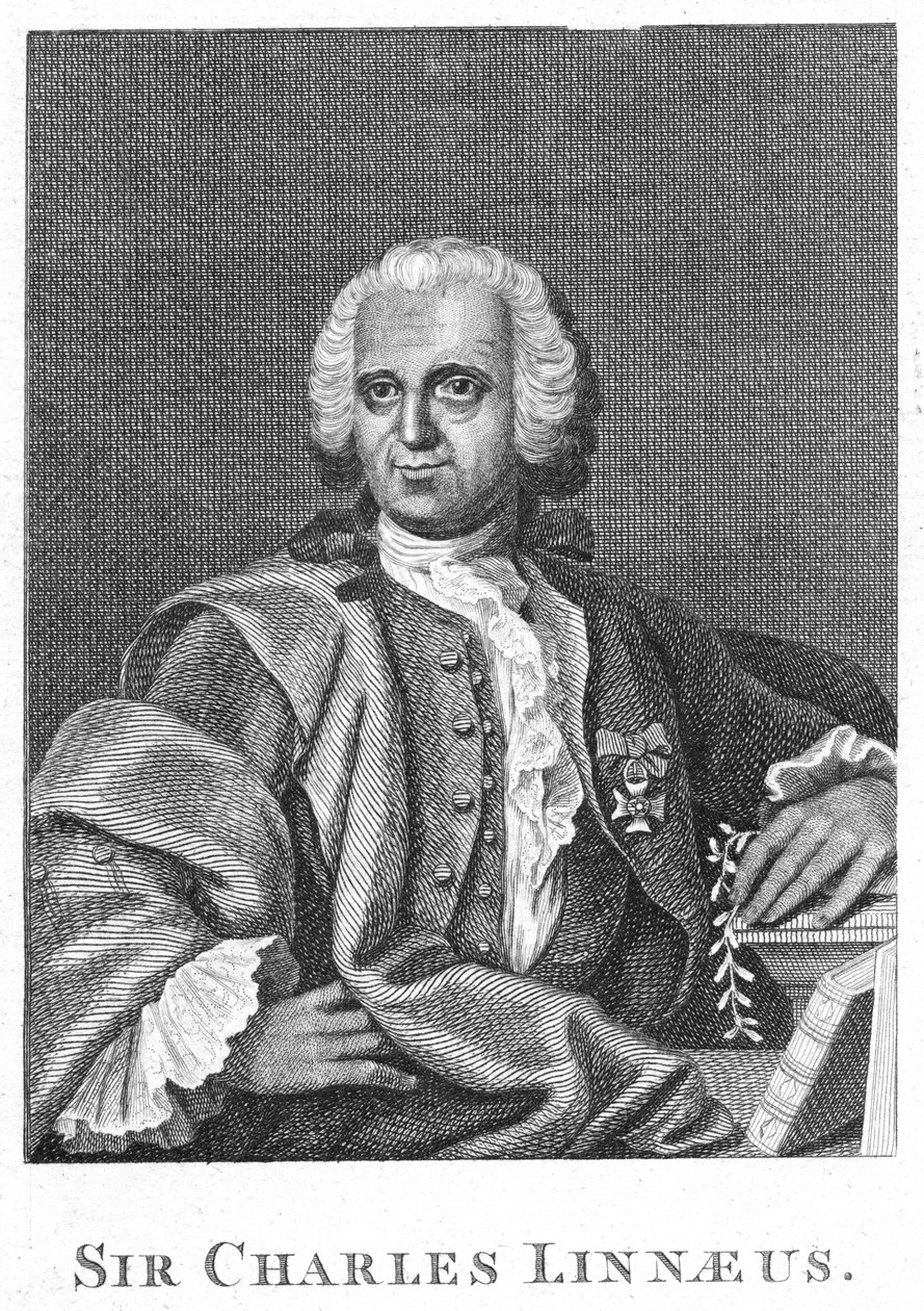 Carolus Linnaeus , svensk naturforsker fra 1700-tallet av Unbekannt