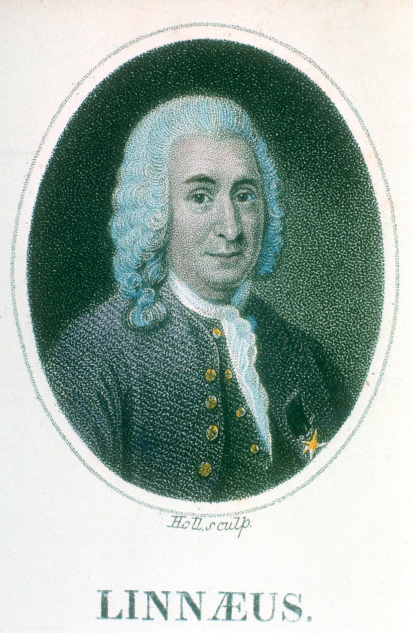 Carolus Linnaeus, svensk naturforsker fra 1700-tallet, tidlig på 1800-tallet av Unbekannt