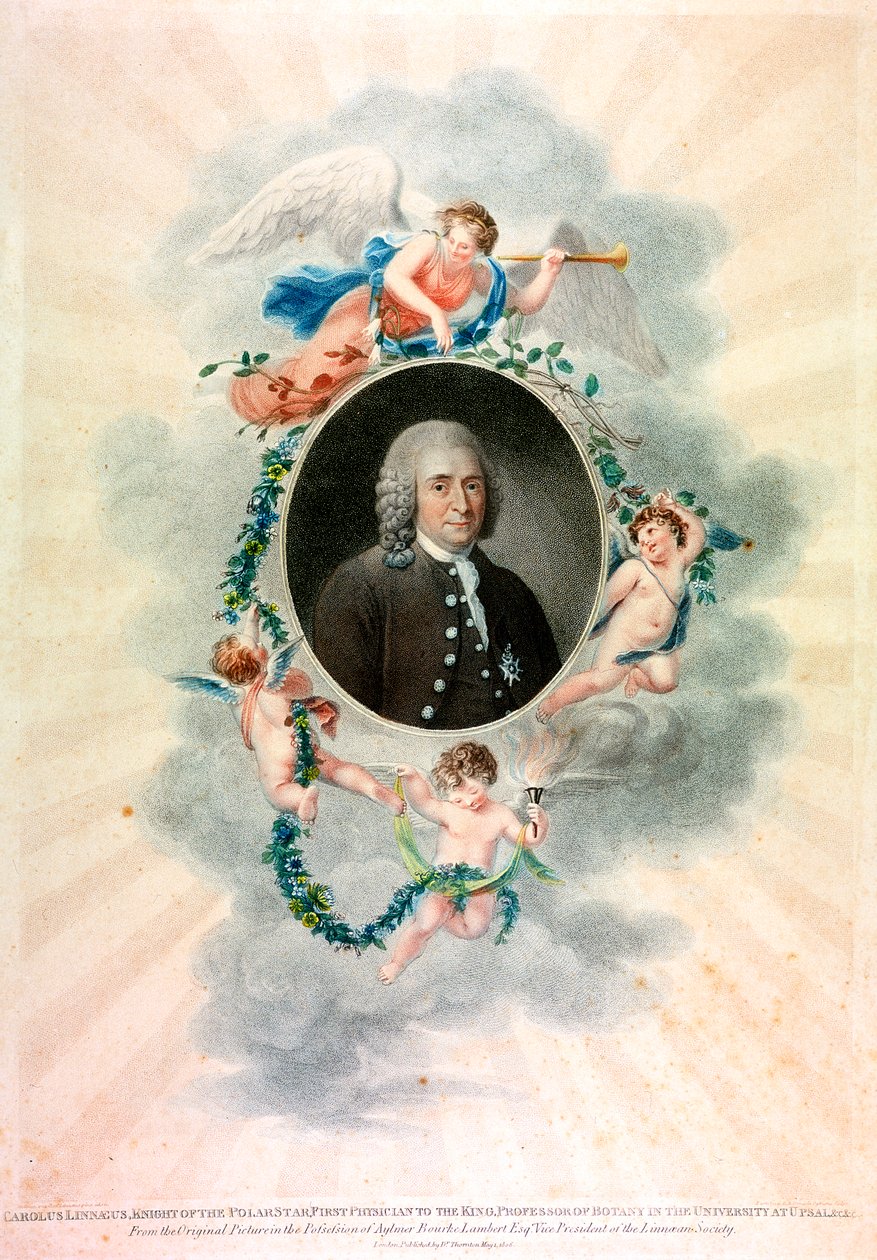 Carolus Linnaeus , svensk naturforsker og lege, 1807 av Unbekannt