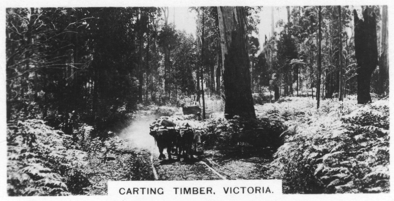 Carting tømmer, Victoria, Australia, 1928 av Unbekannt