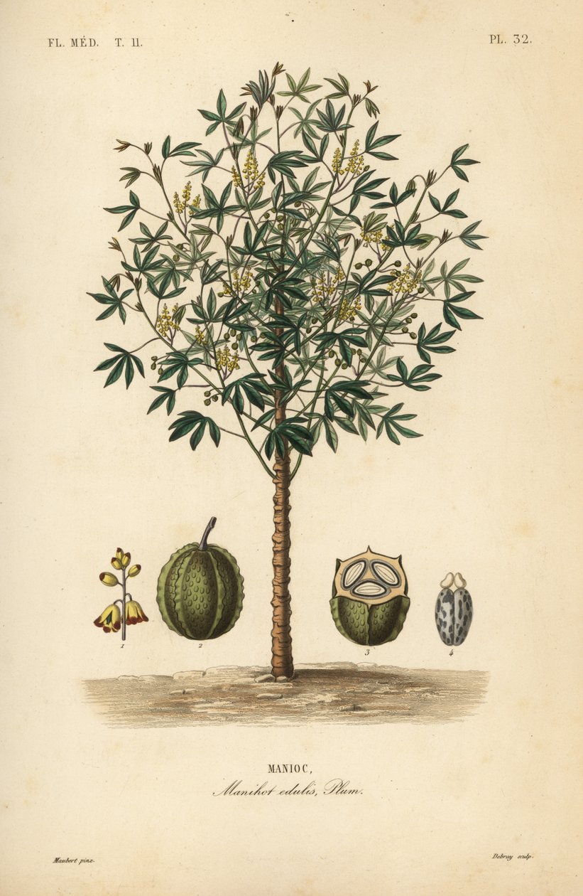 Mandler, yuca eller indianerplante, Manihot esculenta, Manihot esculenta, Manihot esculenta, Manihot esculenta av Unbekannt