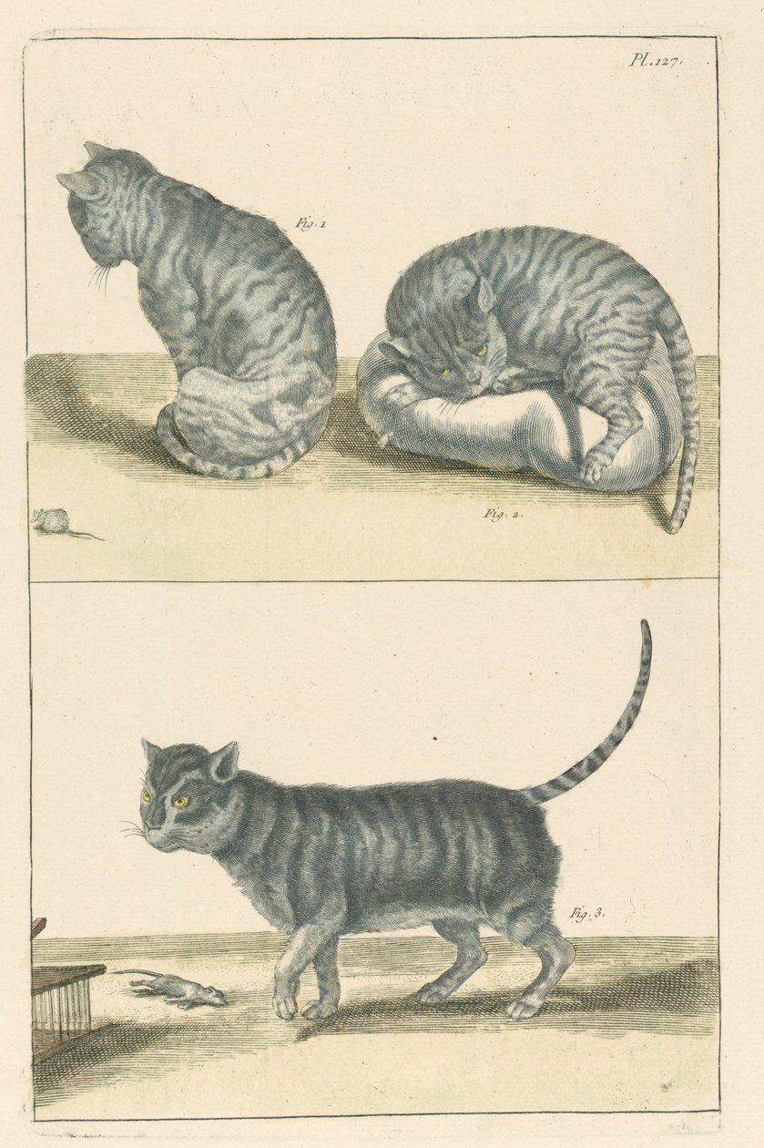 Katter av Unbekannt