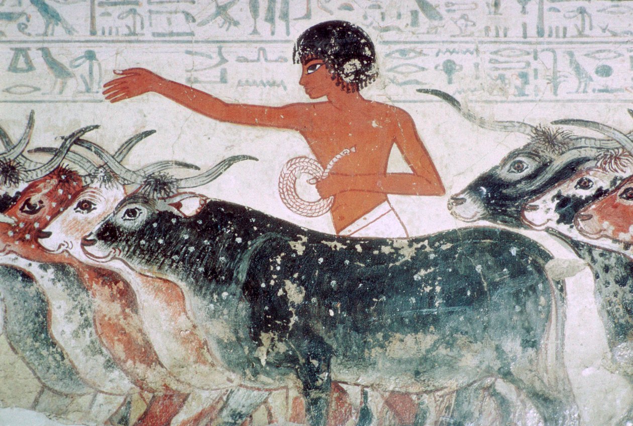 Storfe brakt til inspeksjon: veggmaleri fra graven til Nebamun nr. 5, Egypt, c1350 f.Kr. av Unbekannt