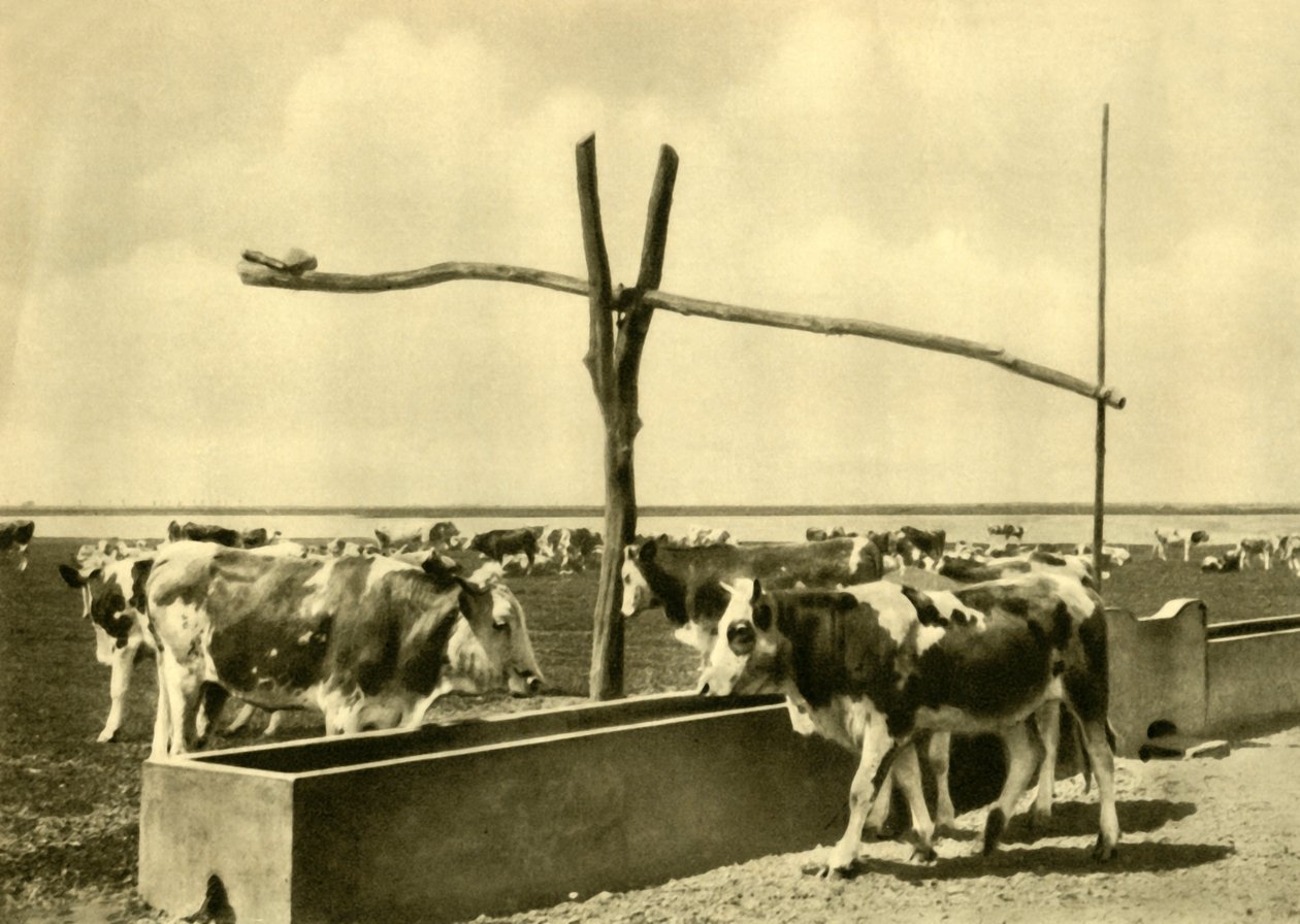 Storfe som drikker ved et trau, Burgenland, Østerrike, c1935. av Unbekannt