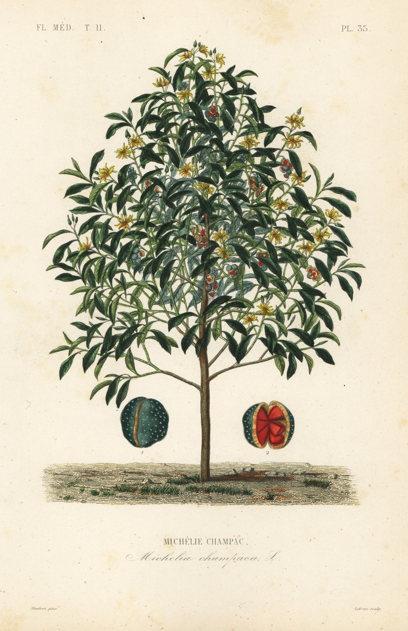 Champak tre, Magnolia champaca, Michelia champaca, Michelie champac av Unbekannt