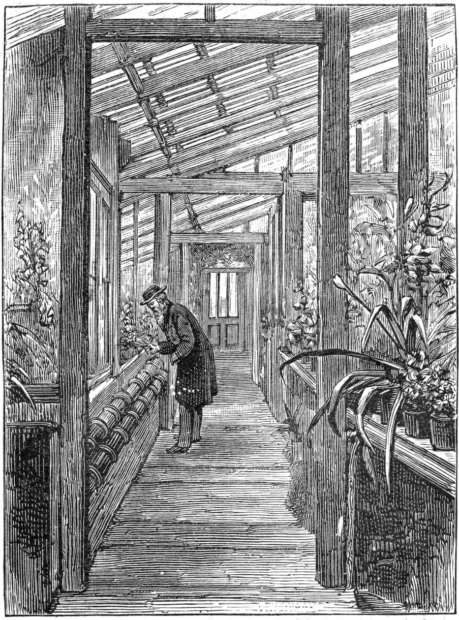 Charles Darwin 1809-1882, engelsk naturforsker, i drivhuset sitt av Unbekannt