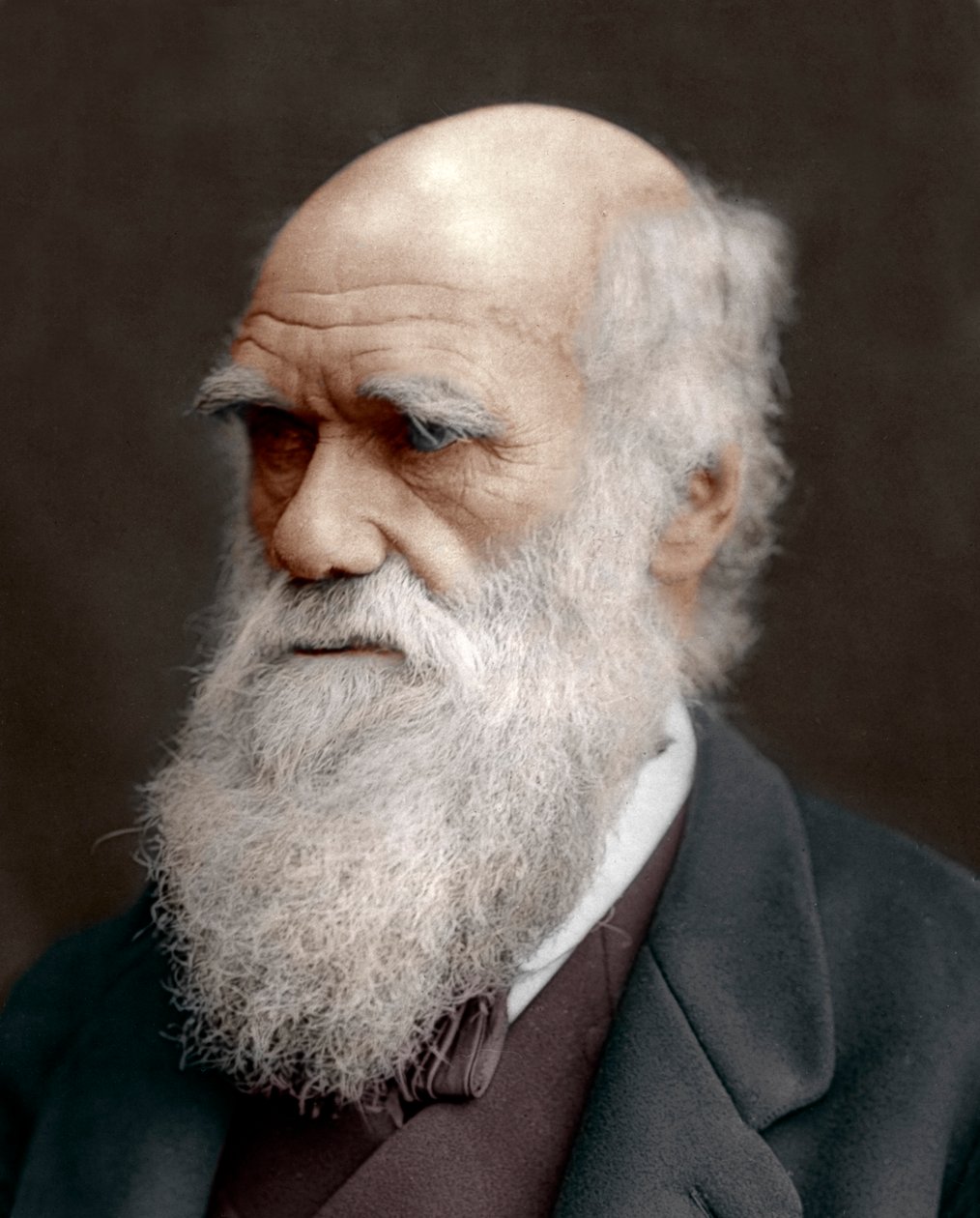 Charles Darwin , britisk naturforsker, 1878 av Unbekannt