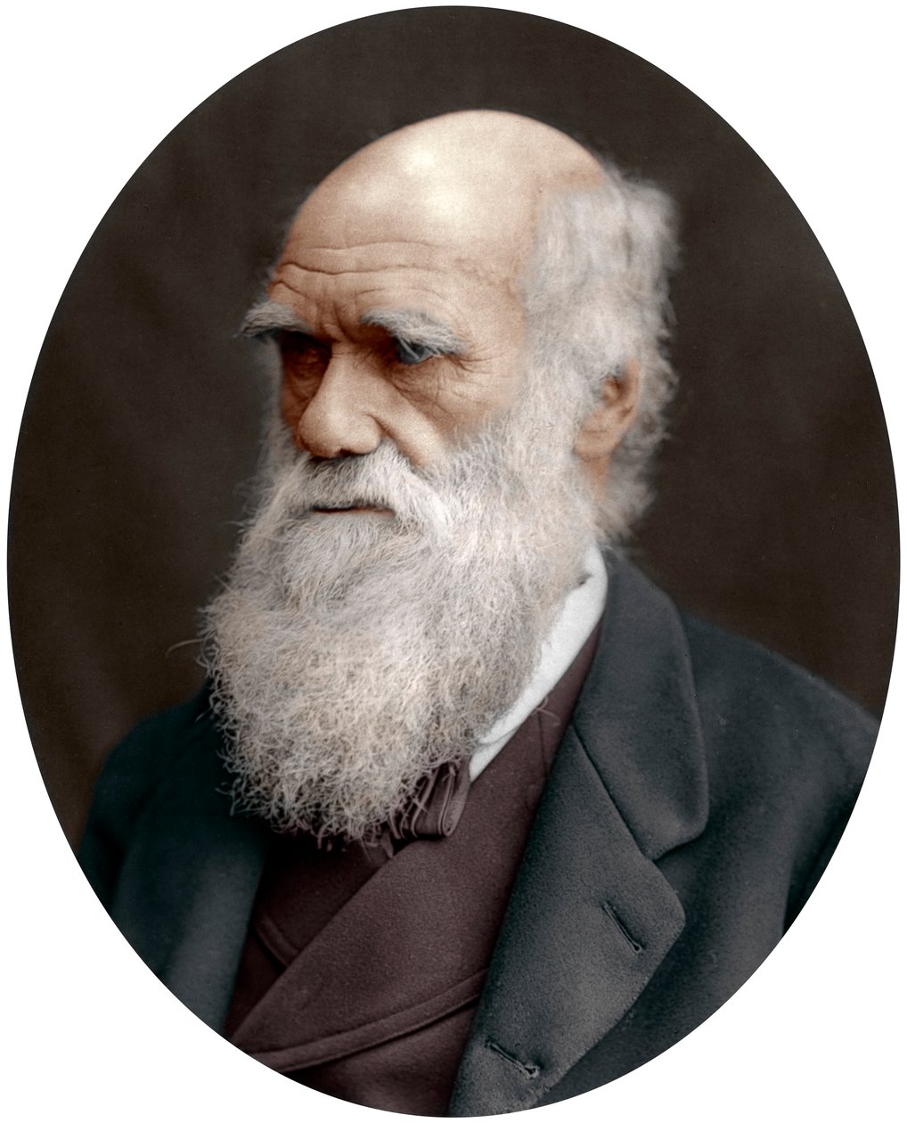 Charles Darwin , britisk naturforsker, 1878 av Unbekannt