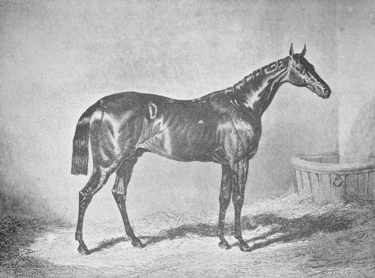 Charles XII, vinner av St. Leger 1839, 1911 av Unbekannt
