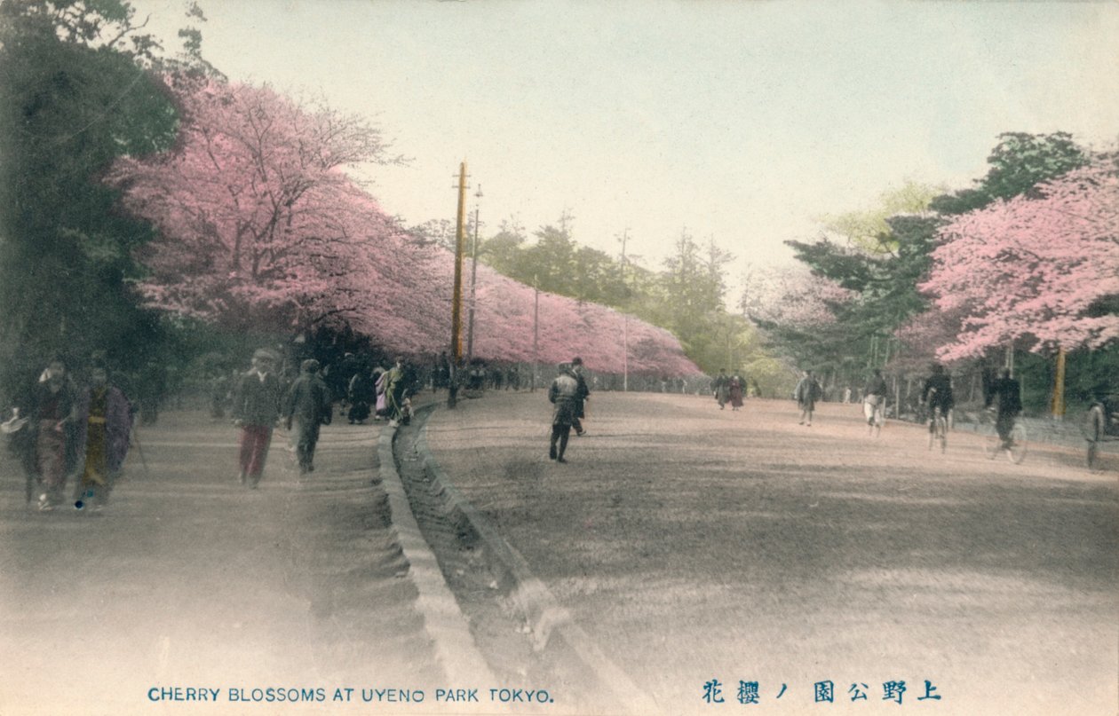 Kirsebærblomstrer i Uyeno Park Tokyo, c1910 av Unbekannt