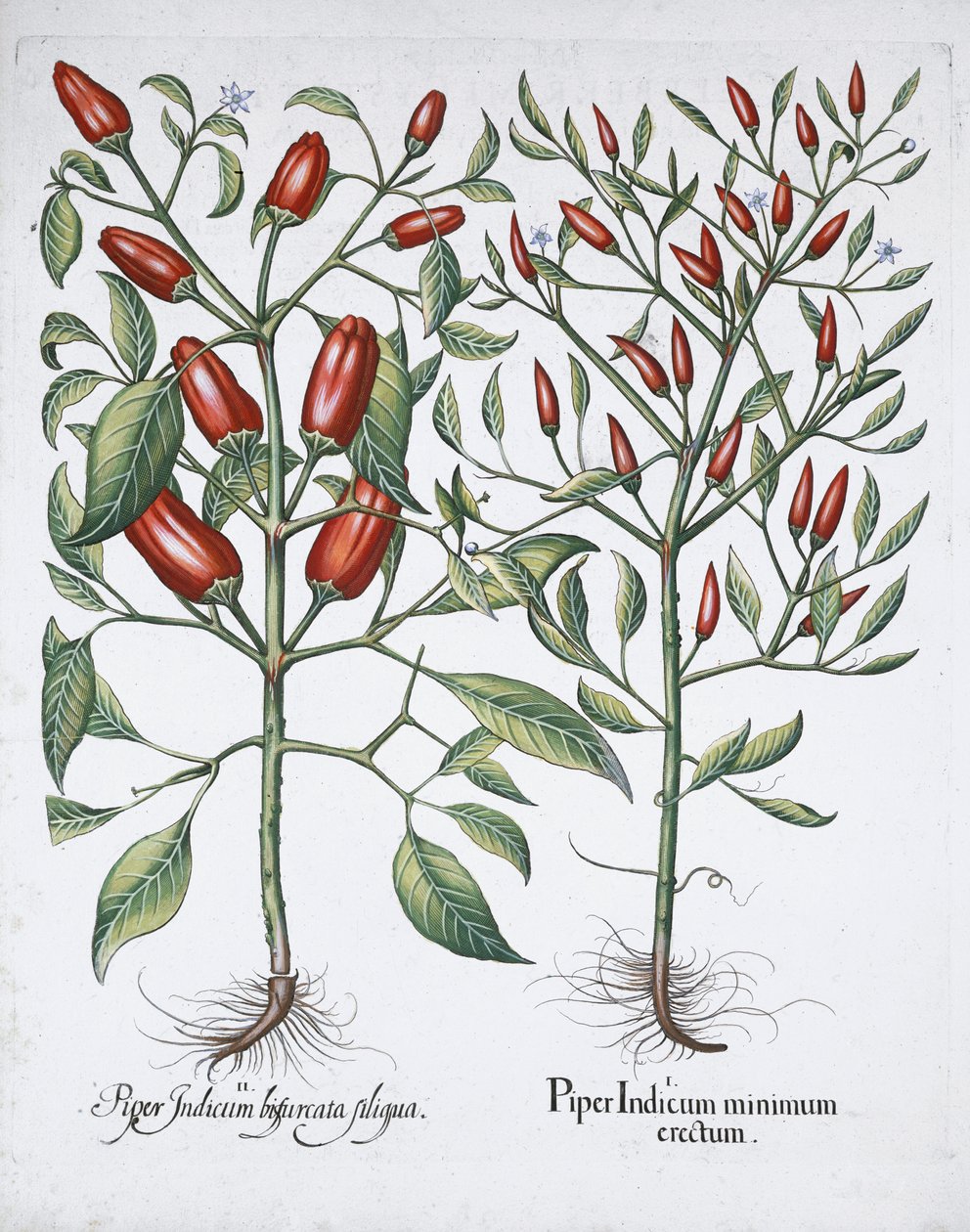 Chilipepperplanter, 1613 av Unbekannt