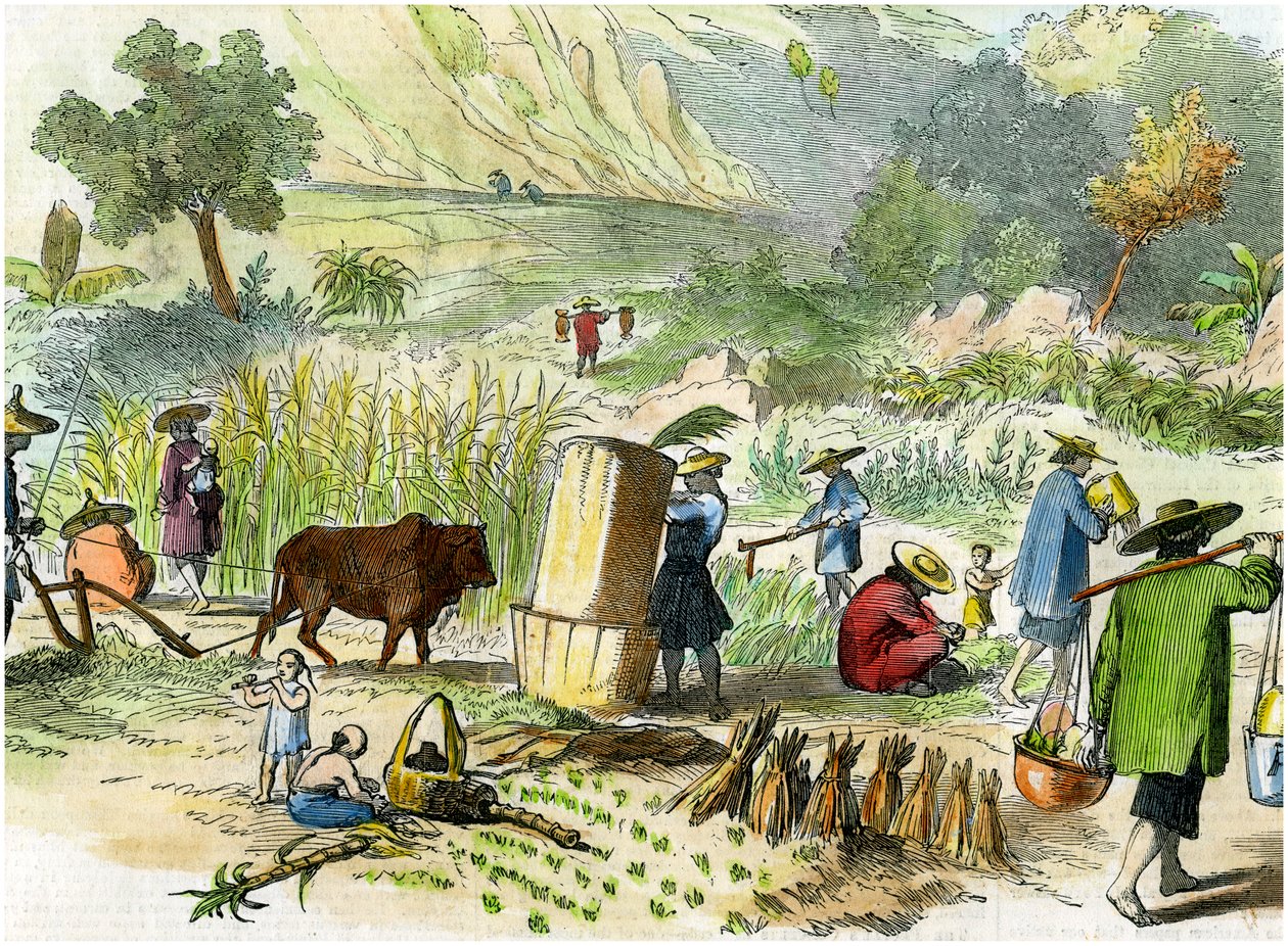 Kinesisk høsting, Hong Kong, c1875 av Unbekannt