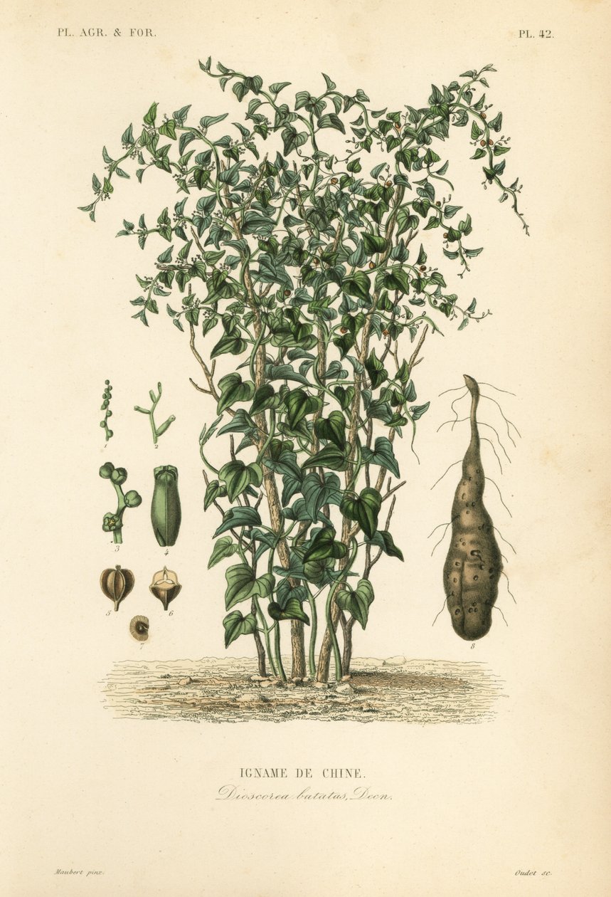 Kinesisk yam eller kanel-vintreet, Dioscorea polystachya, Dioscorea batatas, Igname de Chine av Unbekannt