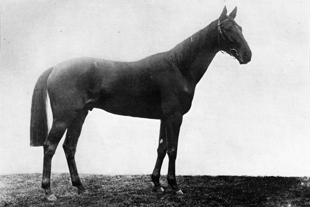 Christmas Daisy, 1911 av Unbekannt