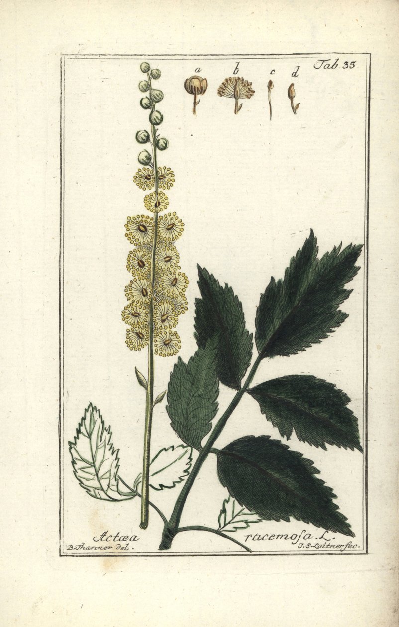 Cimicifuga Cimicifuga racemosa eller svart cohosh, Actaea racemosa (actee en grappe) av Unbekannt