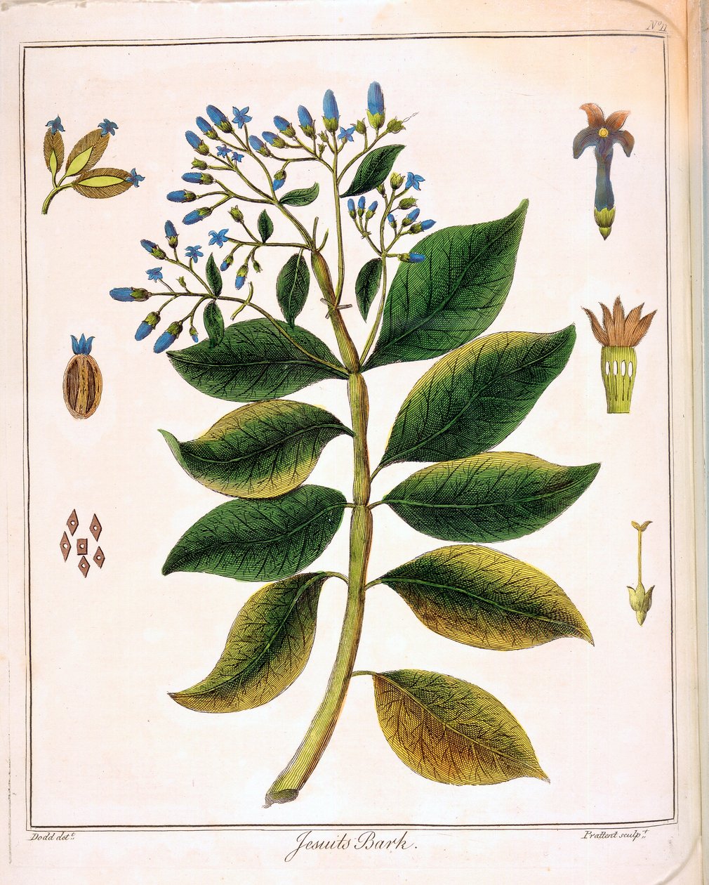 Cinchona jesuitter eller peruansk bark 1795 av Unbekannt