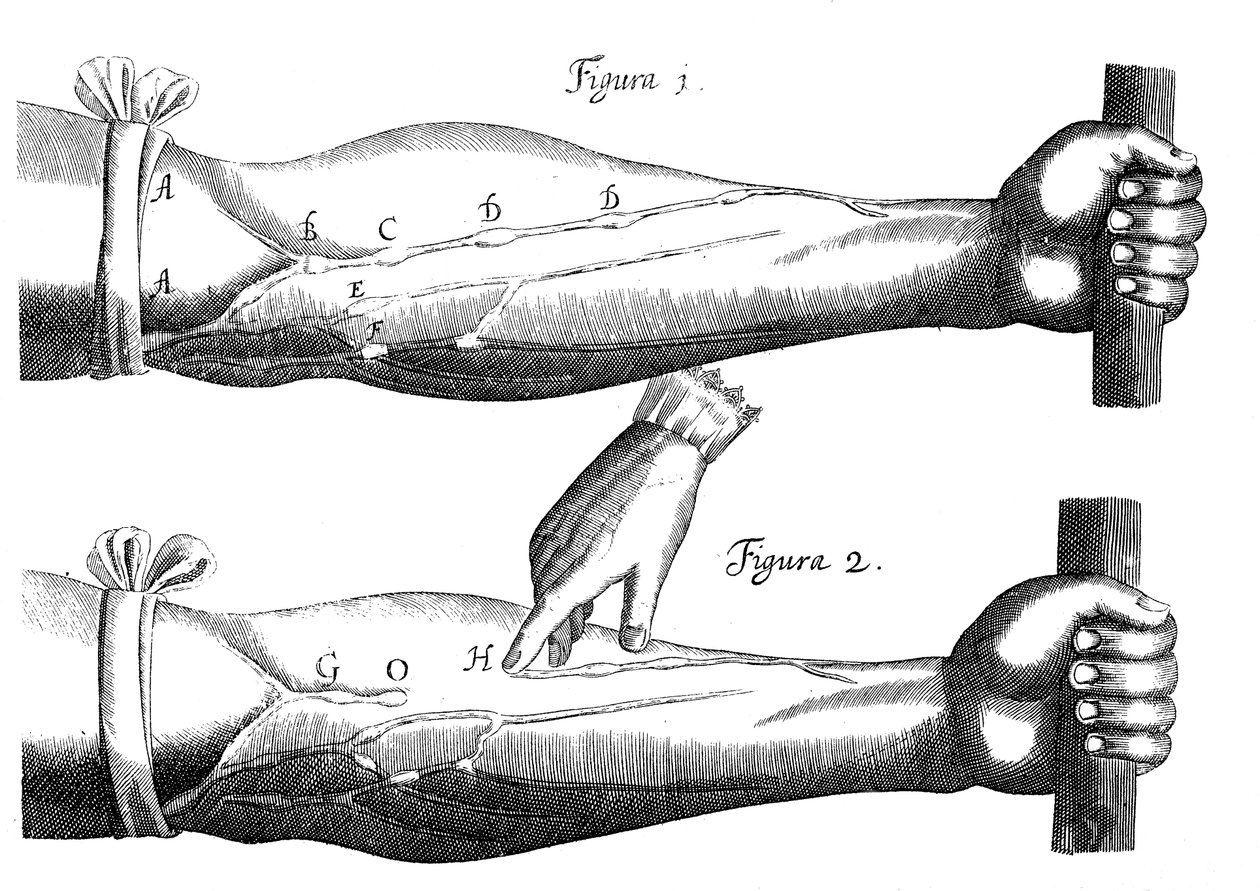Sirkulasjon av blodet, 1628 av Unbekannt